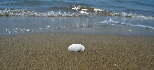 Fototapeta na wymiar Una conchiglia in riva al mare. Ferie per viaggiare. Relax sulla spiaggia
