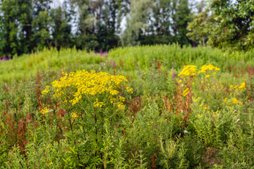 Wild plants spicy fragrant and flowering in various colors