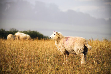 Obraz premium Sheep in a field
