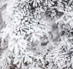 Coniferous branches covered with hoarfrost