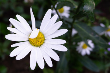 Fototapeta premium Chamomile. Divination like or dislike