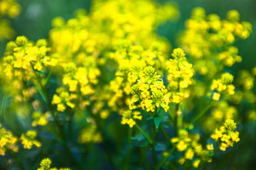 Yellow rapeseed flowers (Brassica napus)