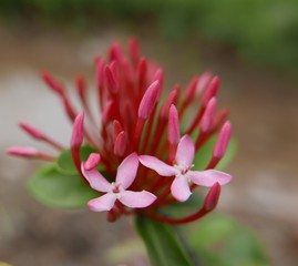 Red twin flower