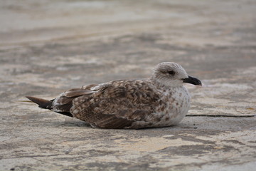 Gaivota