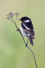 European Stonechat (Saxicola rubicola) on a stalk
