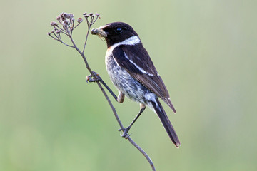 European Stonechat (Saxicola rubicola) on a stalk