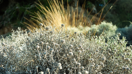 Leucophyta brownii, or Cushion Bush. An Australian native evergreen shrub found along the southern coastal regions.