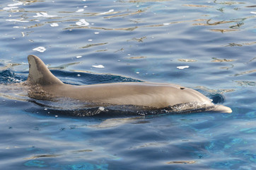dolphin on the surface of the water in Genoa