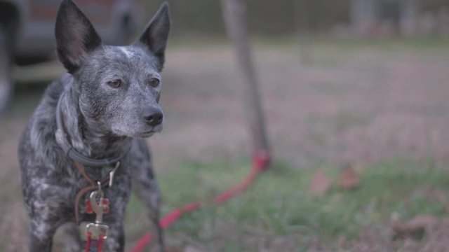 Video of man's best friend.