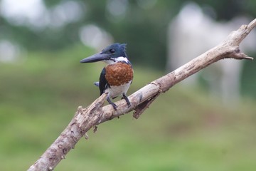 Eisvogel, Costa Rica