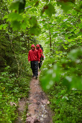 Obraz premium People hiking into the forest