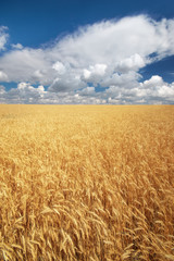 Big field of wheat. Harvest of wheat