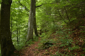 Fototapeta premium sentiero nel faggeto