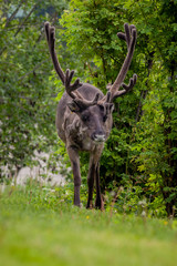 Reindeer on the meadow