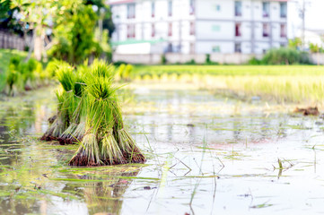 farmer work. rice seedlings are ready for planting with soft-focus and over light in the background