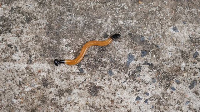 The Land Planaria Worm Crawls Like Waves on The Cement Floor