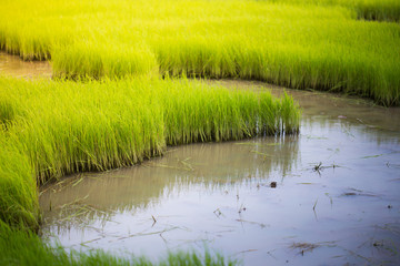 part of sapling rice on wet field with sun light