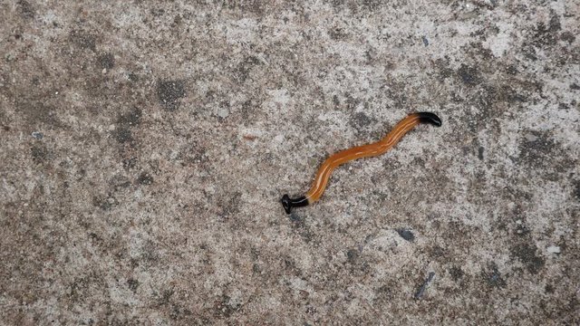 The Land Planaria Worm Crawling Zigzag on The Cement Floor