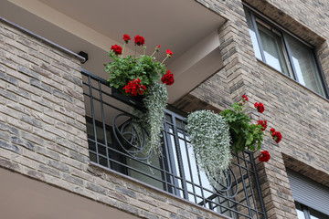Red geranium for decoration of balconies
