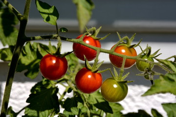 Strauchtomaten, Tomaten