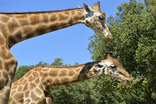 Closeup two giraffes (Giraffa camelopardalis) eating seen from profile