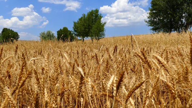 harvested wheat fields landscapes videos,dried wheat ears, wheat ears in the field will be harvested, 


