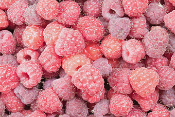 Red raspberry berries background or texture. The macro shot is made by means of stacking technology