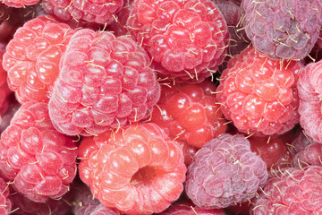 Red raspberry berries background or texture. The macro shot is made by means of stacking technology