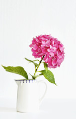 A white jug with one single decorative hydrangea flowerhead against white background 