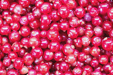 Red currant berries background or texture. The macro shot is made by means of stacking technology
