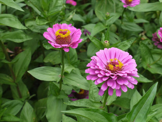 Obraz premium a flower bed of lush pink flowers of zinnia with rows of petals around the middle