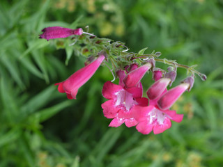 Beautiful inflorescence with small pink flowers and green leaves