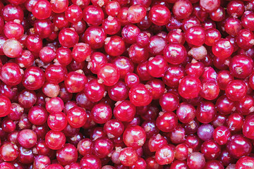 Red currant berries background or texture. The macro shot is made by means of stacking technology