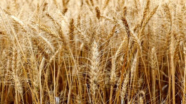 dried ears of wheat close-up,
harvested wheat fields 4k video,

