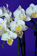 white color phalaenopsis orchid with blue wall background