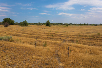 Fototapeta premium The Volgograd russian steppe or prairie in july with the oaks, grass and clouds. The typical summer landscape during the hot ry summer on the south of Russia