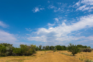 Fototapeta na wymiar The Volgograd russian steppe or prairie in july with the oaks, grass and clouds. The typical summer landscape during the hot ry summer on the south of Russia
