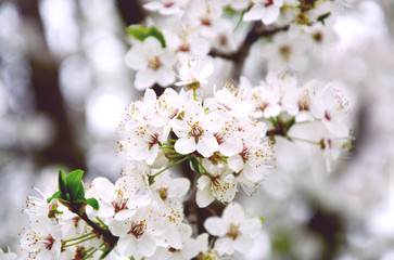 Cherry Blossoms in Austria with bohke , lens flare and soft focus (German is Wald Der Kirschblüten)
