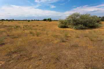 The Volgograd russian steppe or prairie in july with the oaks, grass and clouds. The typical summer landscape during the hot ry summer on the south of Russia