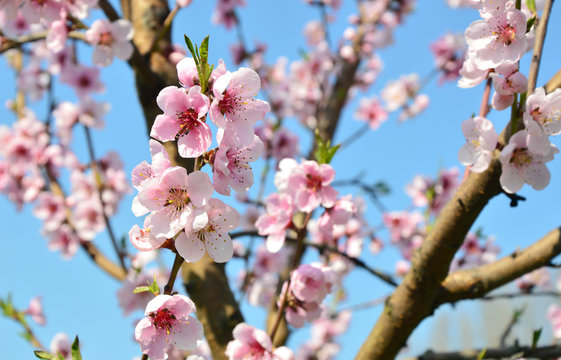 Apricot blossom in Wachau Austria along the Danube river.
Pink color Apricot blossom with blue sky background. 