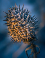 Obraz premium Nature beauty