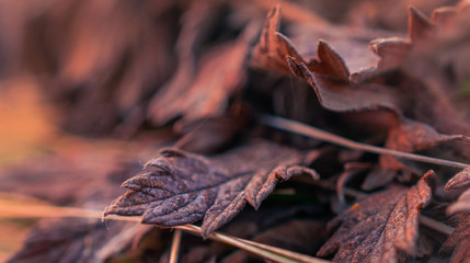 Nature beauty