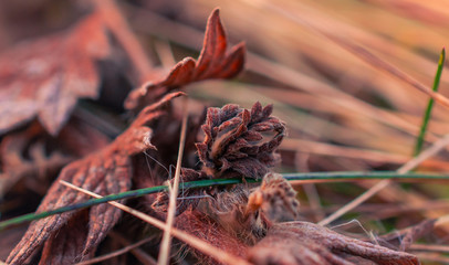 Nature beauty