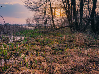 Spring landscape