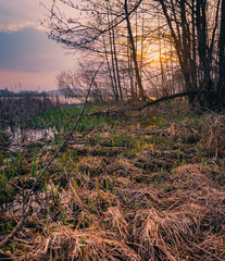 Spring landscape