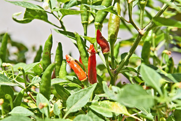 Red and green chili pepper hanging on branch from green garden