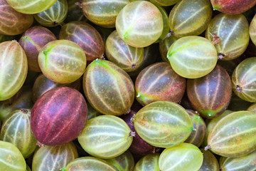 Gooseberry berries background or texture. The macro shot is made by means of stacking technology