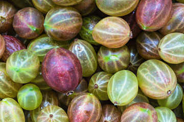 Gooseberry berries background or texture. The macro shot is made by means of stacking technology