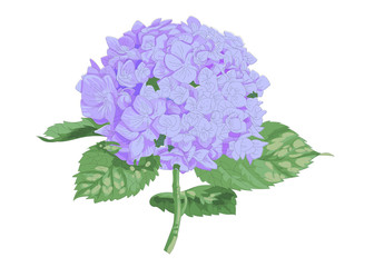 Obraz premium Vector highly detailed realistic illustration of hydrangea flower isolated on white. Good for wedding floral design, greeting cards.