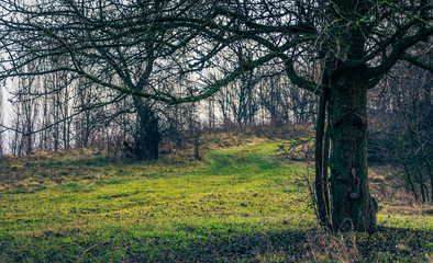 River in early spring